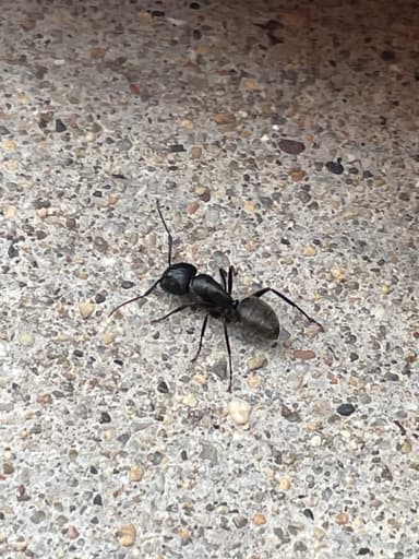 Camponotus pennsylvanicus photo 322