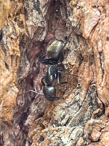 Camponotus pennsylvanicus photo 323