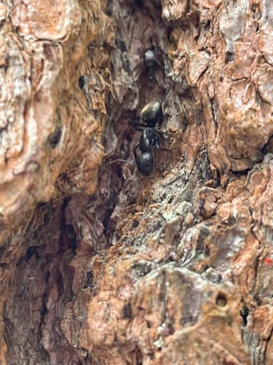 Camponotus pennsylvanicus photo 324
