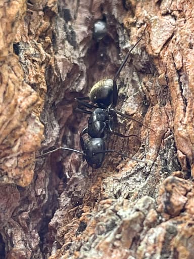 Camponotus pennsylvanicus photo 325