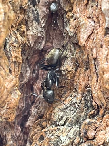 Camponotus pennsylvanicus photo 326