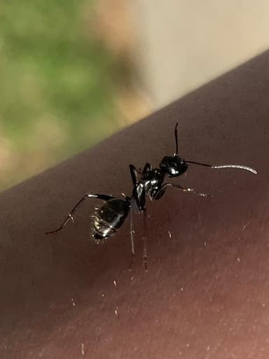 Camponotus pennsylvanicus photo 327