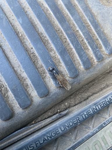 Camponotus pennsylvanicus photo 328