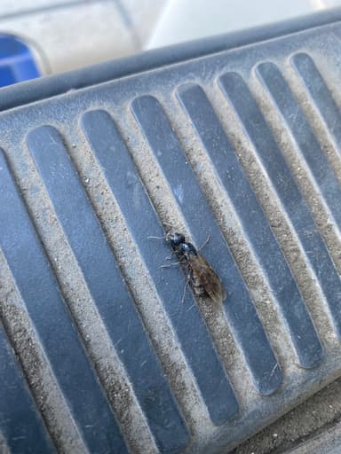 Camponotus pennsylvanicus photo 329