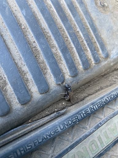 Camponotus pennsylvanicus photo 330