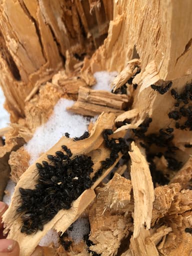 Camponotus pennsylvanicus photo 333