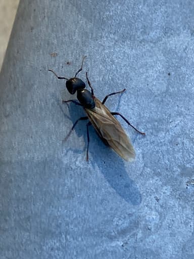 Camponotus pennsylvanicus photo 336