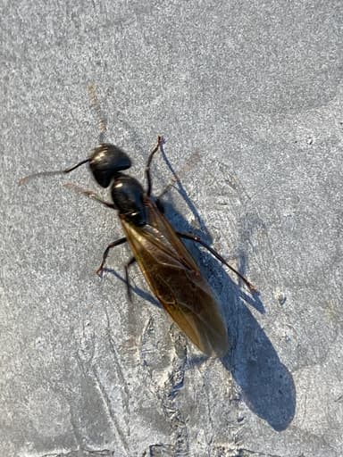 Camponotus pennsylvanicus photo 337