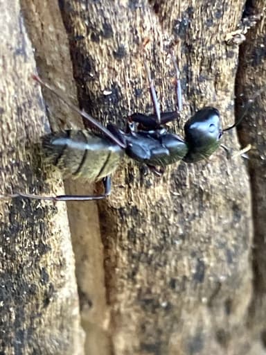 Camponotus pennsylvanicus photo 338