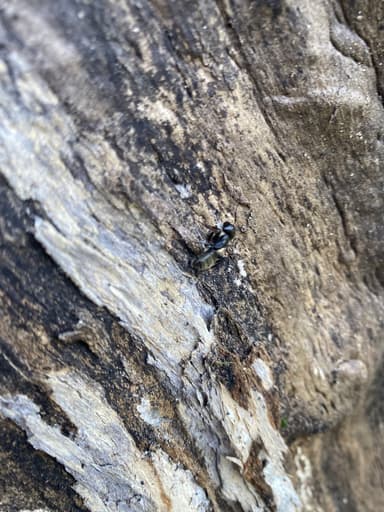Camponotus pennsylvanicus photo 339