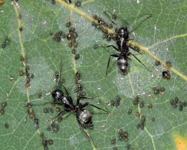 Camponotus pennsylvanicus photo 340