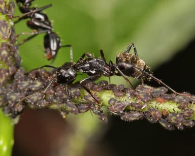Camponotus pennsylvanicus photo 341