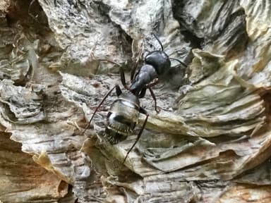 Camponotus pennsylvanicus photo 342