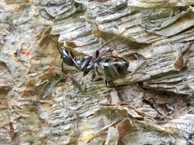 Camponotus pennsylvanicus photo 343