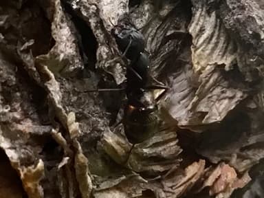 Camponotus pennsylvanicus photo 344
