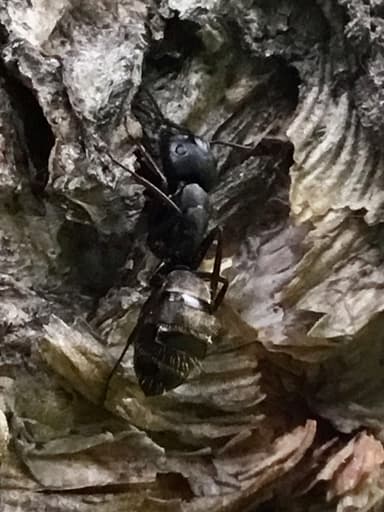 Camponotus pennsylvanicus photo 345