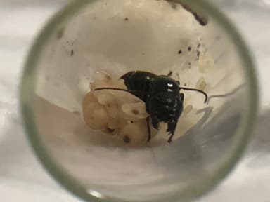 Camponotus pennsylvanicus photo 346