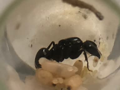 Camponotus pennsylvanicus photo 347