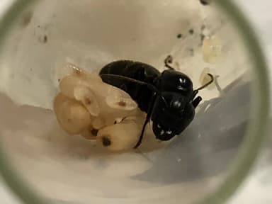 Camponotus pennsylvanicus photo 348
