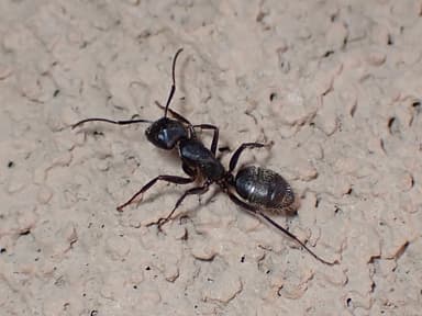 Camponotus pennsylvanicus photo 349