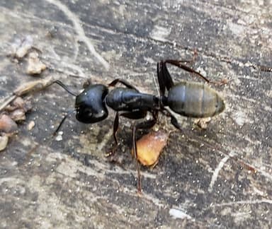 Camponotus pennsylvanicus photo 350