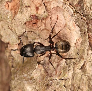 Camponotus pennsylvanicus photo 351