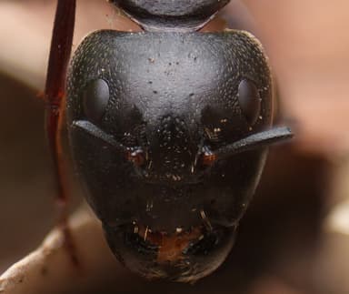 Camponotus pennsylvanicus photo 352