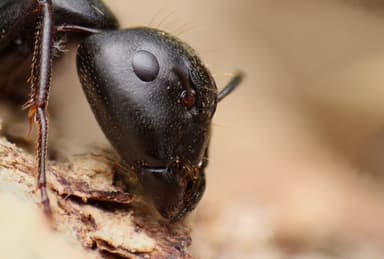 Camponotus pennsylvanicus photo 353