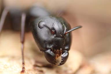 Camponotus pennsylvanicus photo 354