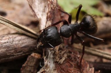 Camponotus pennsylvanicus photo 355