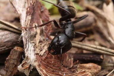 Camponotus pennsylvanicus photo 356