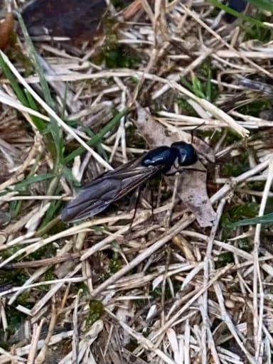 Camponotus pennsylvanicus photo 357