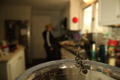 Camponotus pennsylvanicus photo 358