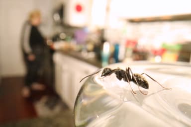 Camponotus pennsylvanicus photo 359