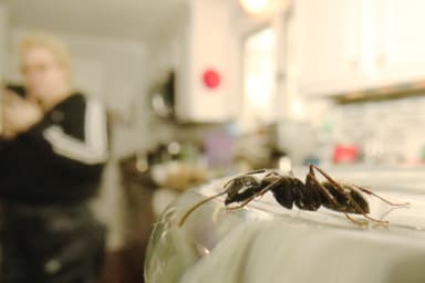 Camponotus pennsylvanicus photo 360