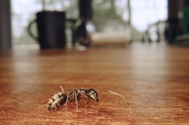Camponotus pennsylvanicus photo 361