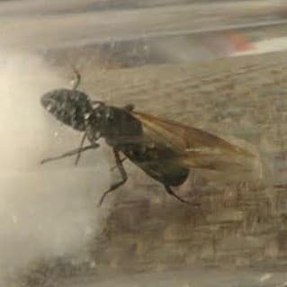 Camponotus pennsylvanicus — queen photo 362