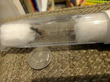 Camponotus pennsylvanicus — queen photo 363