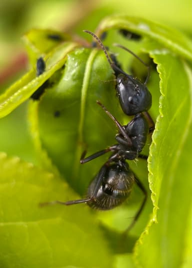 Camponotus pennsylvanicus photo 364