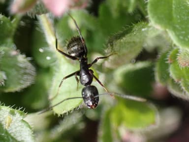 Camponotus pennsylvanicus photo 365