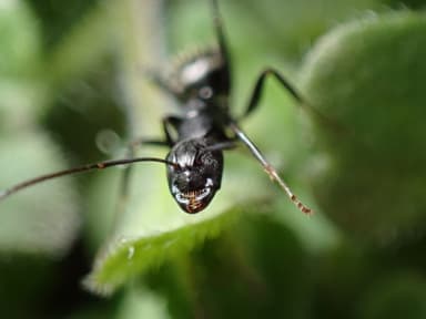 Camponotus pennsylvanicus photo 366