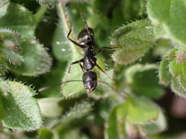Camponotus pennsylvanicus photo 367
