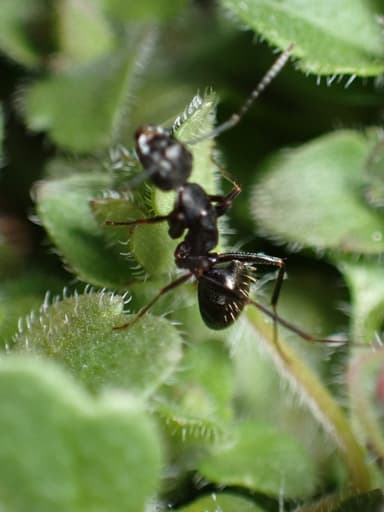 Camponotus pennsylvanicus photo 368