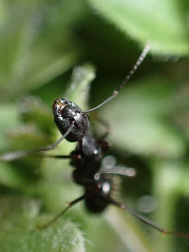 Camponotus pennsylvanicus photo 369