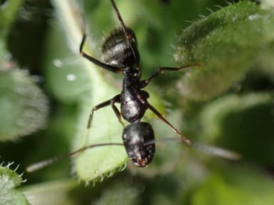 Camponotus pennsylvanicus photo 371