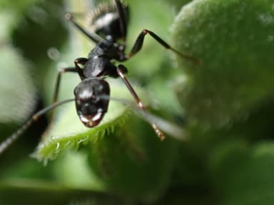 Camponotus pennsylvanicus photo 372