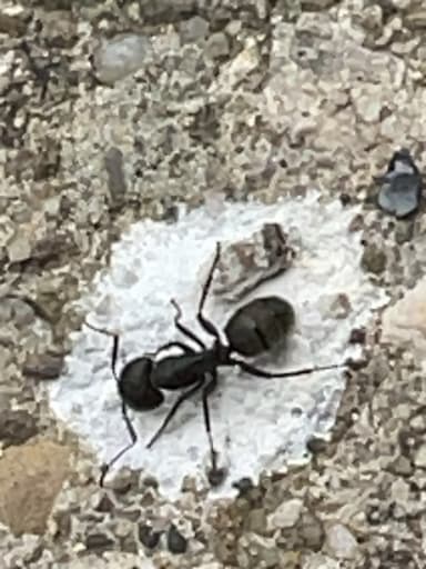Camponotus pennsylvanicus photo 373