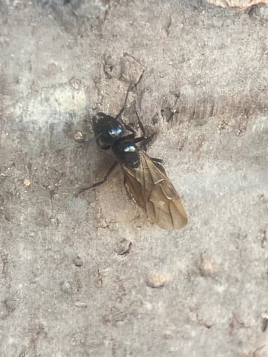 Camponotus pennsylvanicus photo 374
