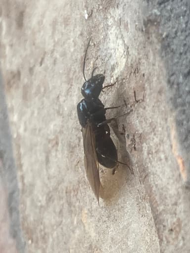 Camponotus pennsylvanicus photo 375