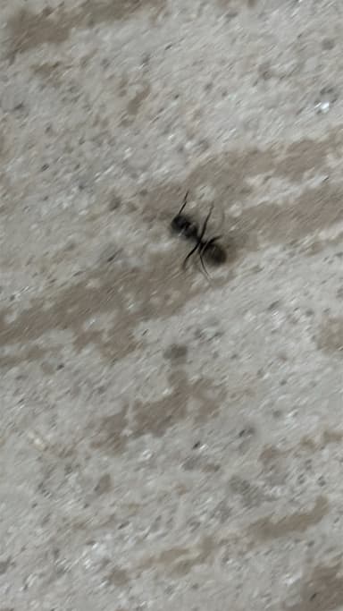 Camponotus pennsylvanicus photo 376